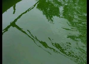 Environalgae